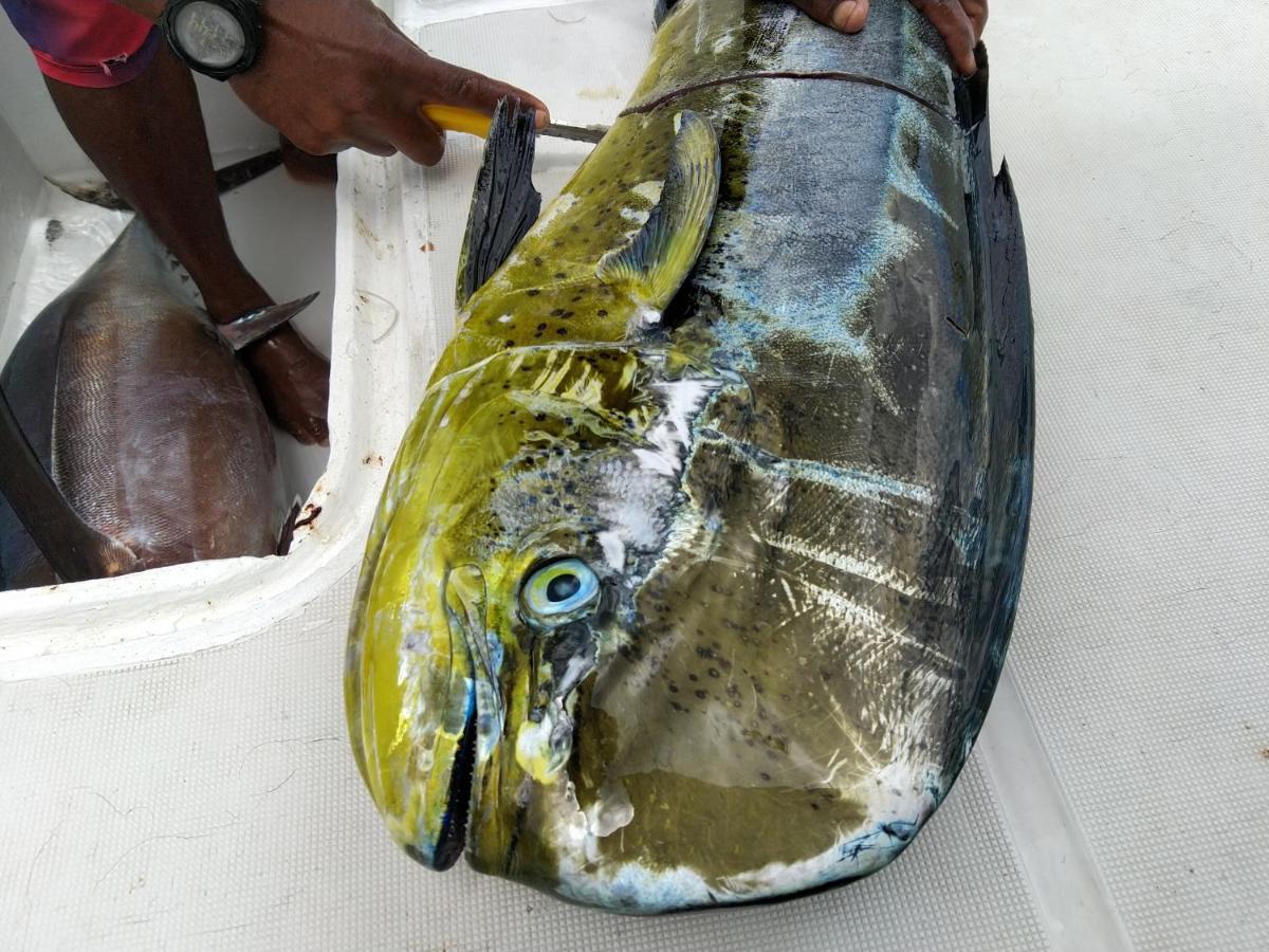 Case Creole Independante Proche Mer La Gaulette Ngoại thất bức ảnh