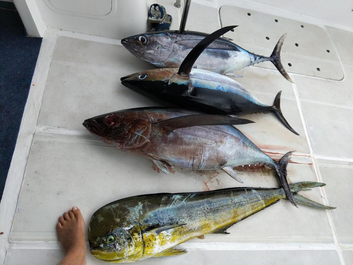 Case Creole Independante Proche Mer La Gaulette Ngoại thất bức ảnh